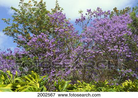 Stock Photo - Hawaii, View Of Purple Jacaranda Flowers And Trees In Spring, Blue Sky, White Clouds. Fotosearch