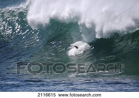 Stock Photography - Hawaii, Waimea Bay, man surfing a large wave.. Fotosearch
