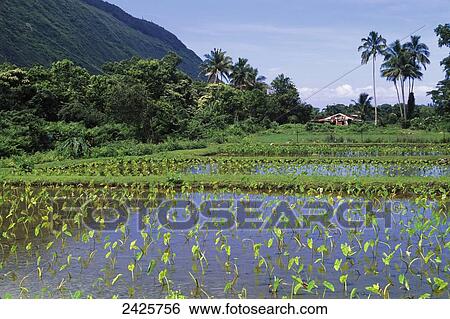 Hawaii, Waipio Valley, taro farm with tropical mountain background View Large Photo Image Stock Photograph - Hawaii, Waipio Valley, taro farm with tropical mountain background. Fotosearch