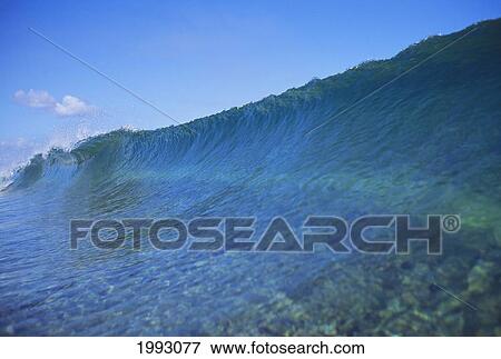 Hawaii, Wave Begins To Form Over The Reef. View Large Photo Image Stock Photo - Hawaii, Wave Begins To Form Over The Reef.. Fotosearch