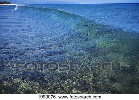 Stock Photograph - Hawaii, Wave Begins To Form Over The Reef.. Fotosearch