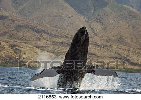 Stock Image - Hawaii, West Maui, A Humpback Whale (Megaptera Novaeangliae) breaches, Propelling its body from the ocean.. Fotosearch