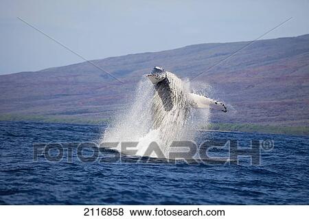Stock Photo - Hawaii, West Maui, A Humpback Whale (Megaptera Novaeangliae) breaches, Propelling its body from the ocean.. Fotosearch