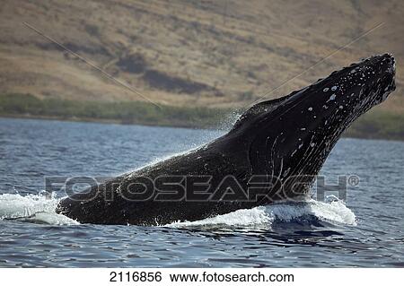 Hawaii, West Maui, A Humpback Whale (Megaptera Novaeangliae) breaches, Propelling its body from the ocean. View Large Photo Image Stock Photograph - Hawaii, West Maui, A Humpback Whale (Megaptera Novaeangliae) breaches, Propelling its body from the ocean.. Fotosearch