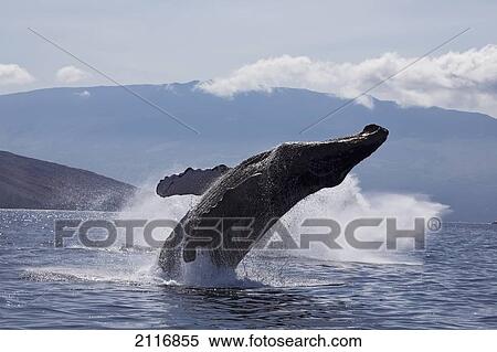 Stock Photography - Hawaii, West Maui, A Humpback Whale (Megaptera Novaeangliae) breaches, Propelling its body from the ocean.. Fotosearch
