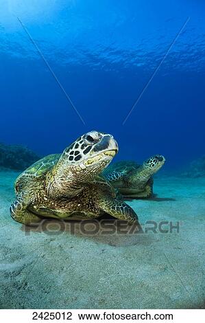 Hawaii, West Maui, Pair of Green Sea Turtles (Chelonia Mydas) on the ocean floor. View Large Photo Image Stock Image - Hawaii, West Maui, Pair of Green Sea Turtles (Chelonia Mydas) on the ocean floor.. Fotosearch
