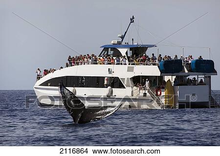 Picture - Hawaii, West Maui, Two Humpback Whales (Megaptera Novaeangliae) fluking its tail in front of Pacific Whale Foundation Tour, Tourists take photographs. EDITORIAL USE ONLY.. Fotosearch