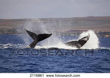 Hawaii, West Maui, Two Humpback Whales (Megaptera Novaeangliae) fluking their tails. View Large Photo Image Stock Image - Hawaii, West Maui, Two Humpback Whales (Megaptera Novaeangliae) fluking their tails.. Fotosearch