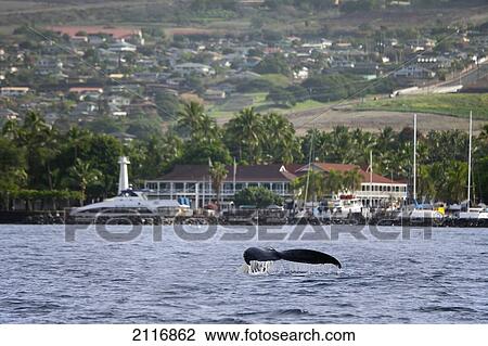 Stock Image - Hawaii, West Maui, Two Humpback Whales (Megaptera Novaeangliae) fluking its tail in front of Lahaina Harbor and Pioneer Inn.. Fotosearch
