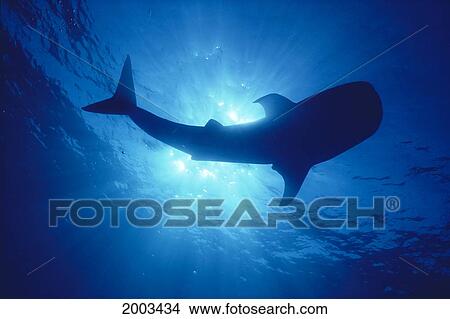 Picture - Hawaii, Whale Shark Backlit By Sunburst (Rhincodon Typus) Silhouette. Fotosearch