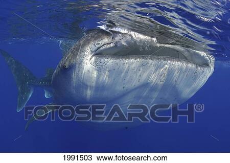 Stock Image - Hawaii, Whale Shark (Rhiniodon Typus) [For Use Up To 13X20 Only]. Fotosearch