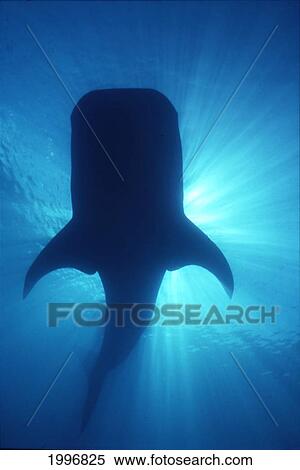 Stock Photography - Hawaii, Whale Shark Underwater Silhouetted By Sunburst A78J. Fotosearch