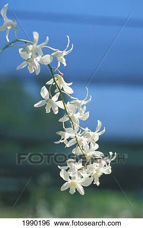 Stock Photograph - Hawaii, White Orchids. Fotosearch