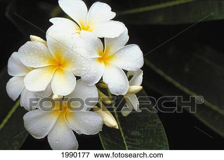 Hawaii, White Plumeria Flowers, Cluster On Tree, Raindrops View Large Photo Image Stock Photo - Hawaii, White Plumeria Flowers, Cluster On Tree, Raindrops. Fotosearch