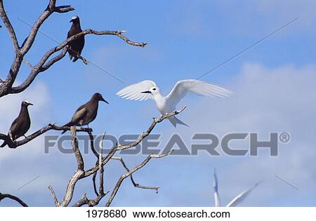 Stock Image - Hawaii, White Tern On Branch With Other Birds.. Fotosearch