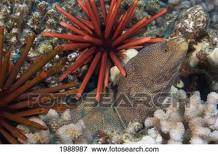 Hawaii, Whitemouth Moray Eel (Gymnothorax Meleagris) And Slate Pencil Sea Urchins (Heterocentrotus Mammillatus). View Large Photo Image Stock Photo - Hawaii, Whitemouth Moray Eel (Gymnothorax Meleagris) And Slate Pencil Sea Urchins (Heterocentrotus Mammillatus).. Fotosearch