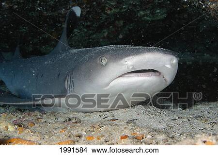 Picture - Hawaii, Whitetip Reef Shark (Triaenodon Obesus), Resting On Ocean Floor. [For Use Up To 13X20 Only]. Fotosearch
