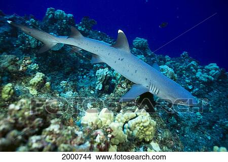 Hawaii, Whitetip Reef Shark (Triaenodon Obesus) And Reef Fish C2046 View Large Photo Image Picture - Hawaii, Whitetip Reef Shark (Triaenodon Obesus) And Reef Fish C2046. Fotosearch