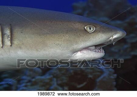 Hawaii, Whitetip Reef Shark (Triaenodon Obesus), Close-Up Of Head Area. View Large Photo Image Stock Image - Hawaii, Whitetip Reef Shark (Triaenodon Obesus), Close-Up Of Head Area.. Fotosearch
