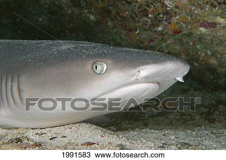 Stock Image - Hawaii, Whitetip Reef Shark (Triaenodon Obesus), Resting On Ocean Floor. [For Use Up To 13X20 Only]. Fotosearch