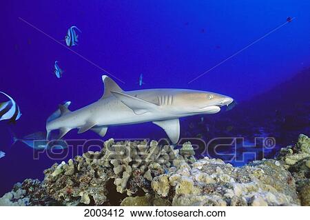 Hawaii, Whitetip Reef Shark (Triaenodon Obesus) Side View Of Shark View Large Photo Image Stock Image - Hawaii, Whitetip Reef Shark (Triaenodon Obesus) Side View Of Shark. Fotosearch