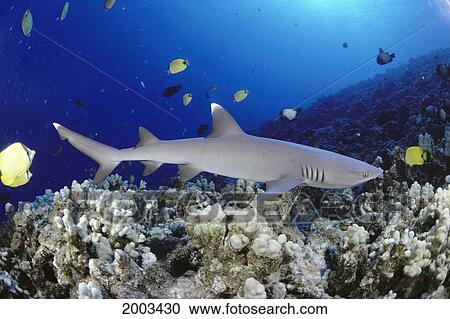 Stock Image - Hawaii, Whitetip Reef Shark (Triaenodon Obesus) Close-Up Side View Over Reef, Sunburst. Fotosearch
