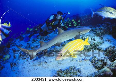 Stock Image - Hawaii, Whitetip Reef Shark (Triaenodon Obesus) And Photographer In Background. Fotosearch