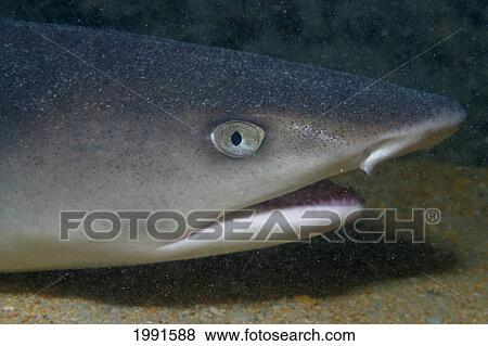 Stock Photo - Hawaii, Whitetip Reef Shark (Triaenodon Obesus), Mano-Lala-Kea [For Use Up To 13X20 Only]. Fotosearch