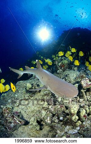 Stock Photo - Hawaii, Whitetip Reef Shark (Triaenodon Obesus) Over Reef, Butterflyfish Sunburst A78F. Fotosearch