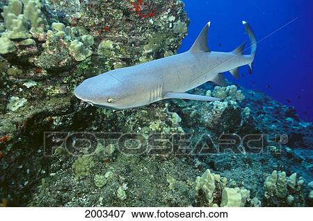 Stock Photo - Hawaii, Whitetip Reef Shark (Triaenodon Obesus). Fotosearch