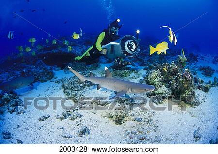 Hawaii, Whitetip Reef Shark (Triaenodon Obesus) And Diver Filming, Cinematographer View Large Photo Image Stock Photo - Hawaii, Whitetip Reef Shark (Triaenodon Obesus) And Diver Filming, Cinematographer. Fotosearch
