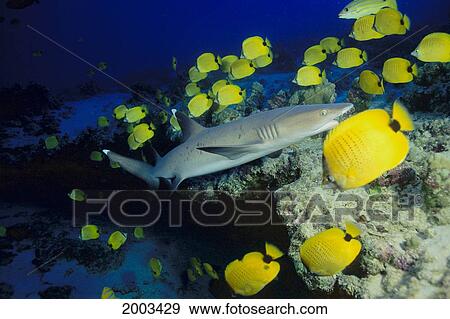 Stock Photo - Hawaii, Whitetip Reef Shark (Triaenodon Obesus) And Butterflyfish, Side View. Fotosearch