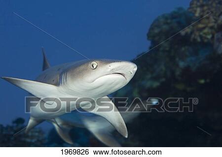 Stock Photograph - Hawaii, Whitetip Reef Shark (Triaenodon Obesus), Close-Up Of Head Area.. Fotosearch