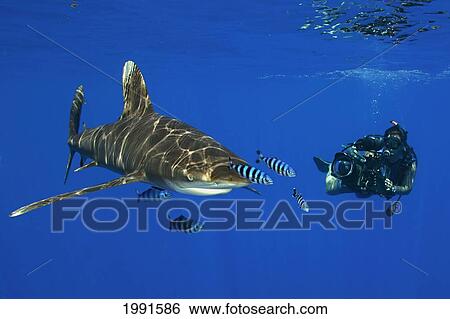 Stock Photograph - Hawaii, Whitetip Reef Shark (Triaenodon Obesus), And Dive Photographer [For Use Up To 13X20 Only]. Fotosearch