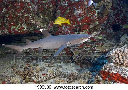 Stock Photograph - Hawaii, Whitetip Reef Shark (Triaenodon Obesus) Near Ocean Floor.. Fotosearch