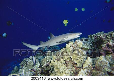 Hawaii, Whitetip Reef Shark (Triaenodon Obesus) Over Coral Reef, Side View View Large Photo Image Stock Photograph - Hawaii, Whitetip Reef Shark (Triaenodon Obesus) Over Coral Reef, Side View. Fotosearch
