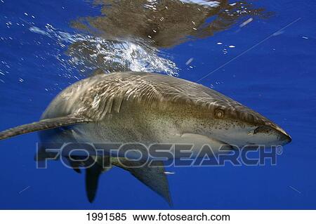 Stock Photography - Hawaii, Whitetip Reef Shark (Triaenodon Obesus) [For Use Up To 13X20 Only]. Fotosearch