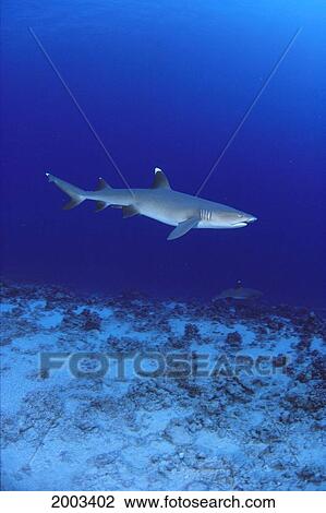 Hawaii, Whitetip Reef Shark Underwater, Coral Reef, Blue Ocean View Large Photo Image Stock Image - Hawaii, Whitetip Reef Shark Underwater, Coral Reef, Blue Ocean. Fotosearch