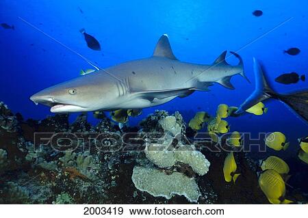 Hawaii, Whitetip Reef Sharks (Triaenodon Obesus) And Reef Fish, Close-Up Side Angled View View Large Photo Image Stock Photo - Hawaii, Whitetip Reef Sharks (Triaenodon Obesus) And Reef Fish, Close-Up Side Angled View. Fotosearch
