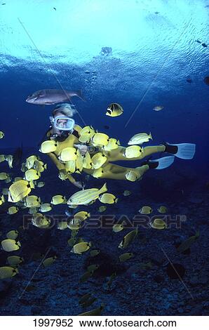 Hawaii, Woman Diver And Millet Seed Butterflyfish School, Surface Visible A81F View Large Photo Image Stock Image - Hawaii, Woman Diver And Millet Seed Butterflyfish School, Surface Visible A81F. Fotosearch