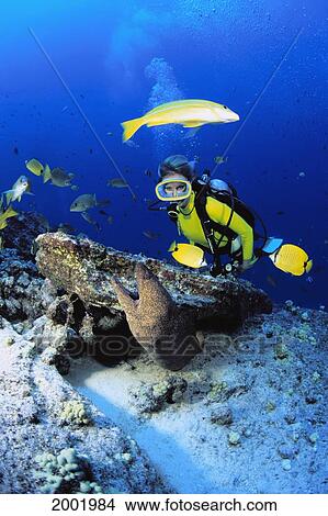 Hawaii, Woman Diver And Yellow Margin Moral Eel (Gymnothorax Flavomarginatus) View Large Photo Image Picture - Hawaii, Woman Diver And Yellow Margin Moral Eel (Gymnothorax Flavomarginatus). Fotosearch