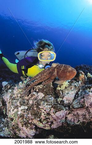 Stock Photo - Hawaii, Woman Diver Watches Day Octopus (Octopus Cyanea) Close-Up Over Reef. Fotosearch