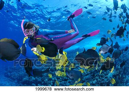 Stock Photo - Hawaii, Woman In Wetsuit Snorkels With Trail Of Tropical Fish, Shallow Reef. Fotosearch