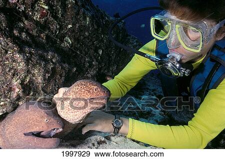 Stock Photo - Hawaii, Woman Scuba Diving Holds Yellow Margin Moral Eel, Pair A81D. Fotosearch