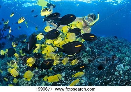 Stock Photo - Hawaii, Woman Snorkels With Lemon Butterflyfish And Triggerfish (Chaetodon Miliaris). Fotosearch