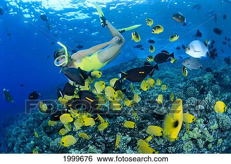 Stock Photograph - Hawaii, Woman Snorkels With Lemon Butterflyfish Over Shallow Reef (Chaetodon Miliaris). Fotosearch