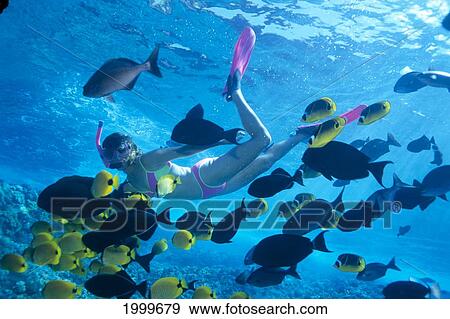 Stock Photo - Hawaii, Woman Snorkels With Tropical Fish, Clear Blue Waters Over Shallow Reef. Fotosearch