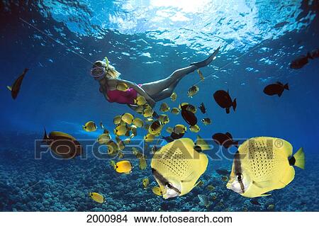 Hawaii, Woman Underwater Over Shallow Reef Butterflyfish Sunburst Chaetodon Miliaris Endemic View Large Photo Image Picture - Hawaii, Woman Underwater Over Shallow Reef Butterflyfish Sunburst Chaetodon Miliaris Endemic. Fotosearch