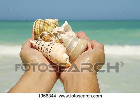 Picture - Hawaii, Woman's Hands Holding Seashells, Ocean In Background.. Fotosearch