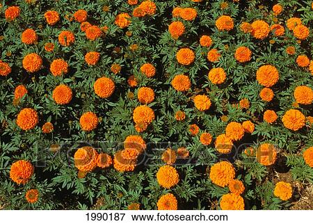 Stock Photo - Hawaii, Yellow Chrysanthemums, Many Blossoms. Fotosearch